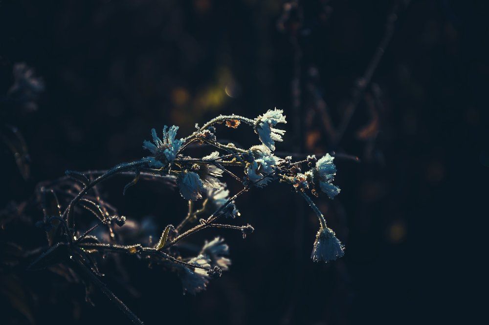 Первые заморозки