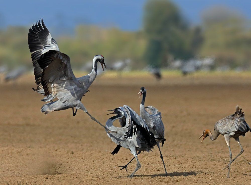 Журавлиные бои - 2