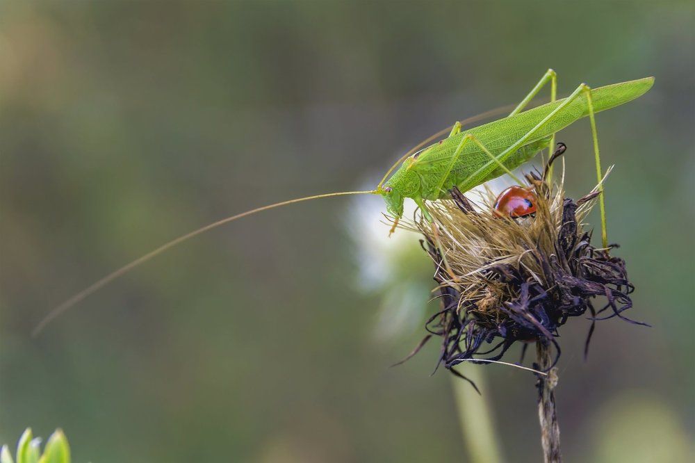 Длинный ус..