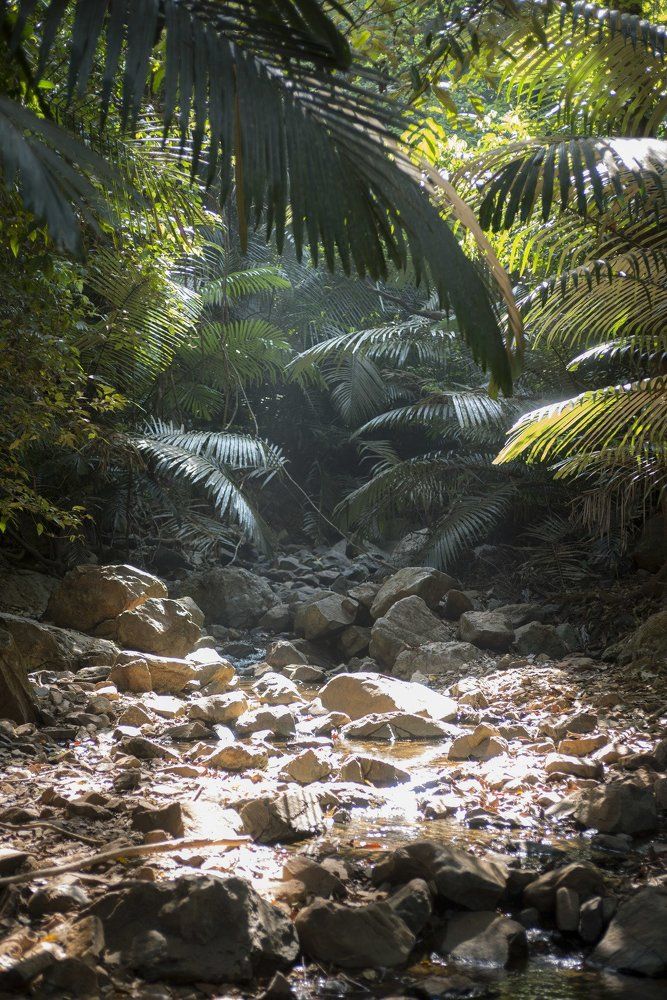 Луч Солнца в полумраке Джунглей...