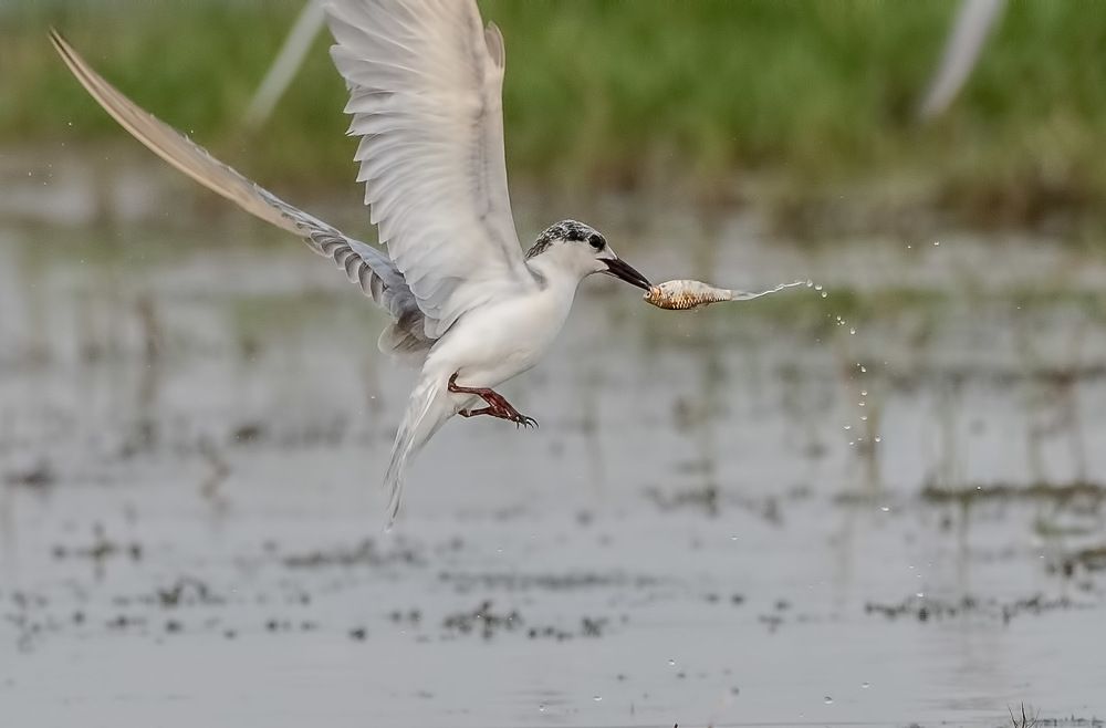 Whiskered Tern with a catch
