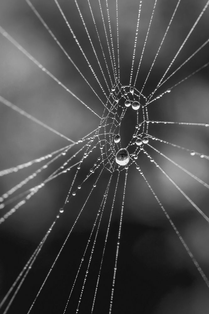 Под властью утренней росы