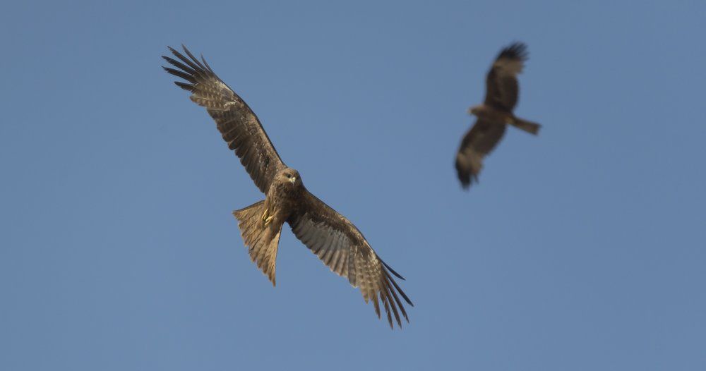 Небесный охотник