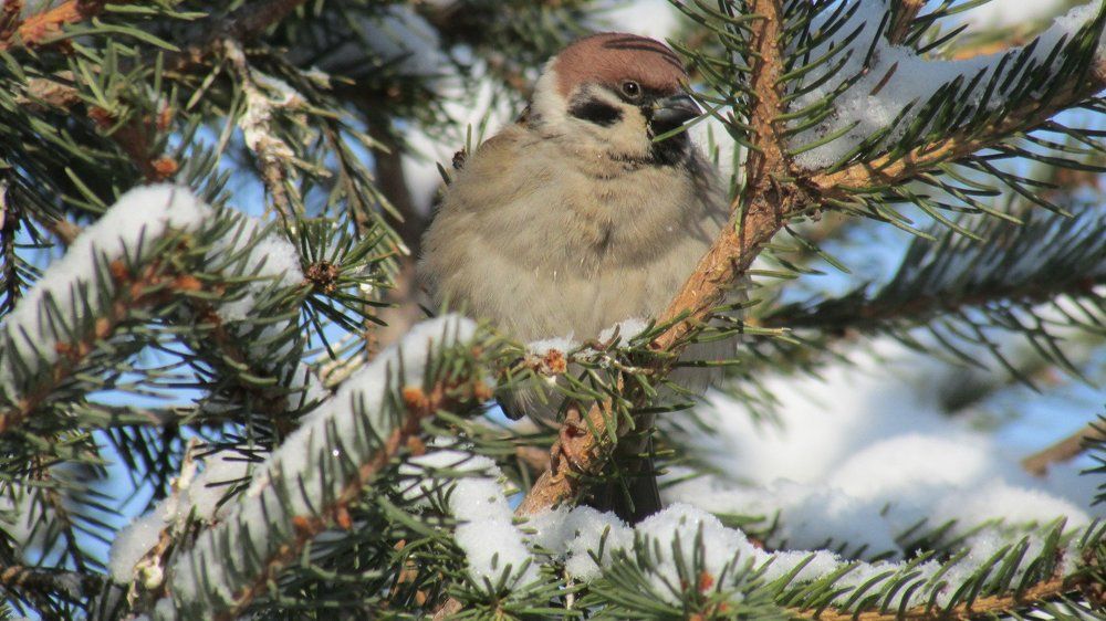 Photo #2219234