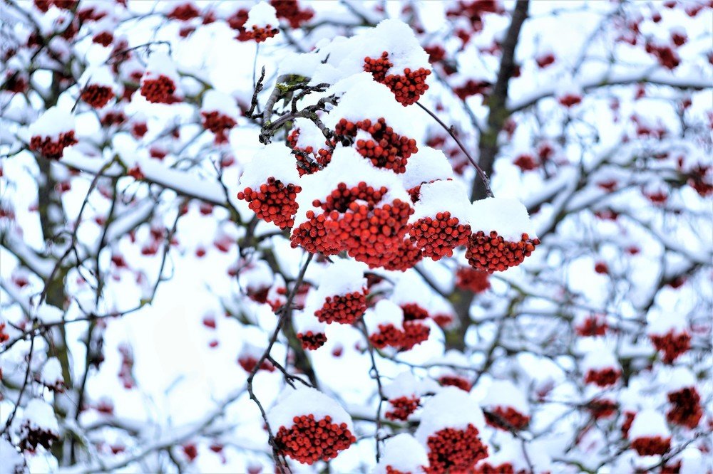 Морозное утро