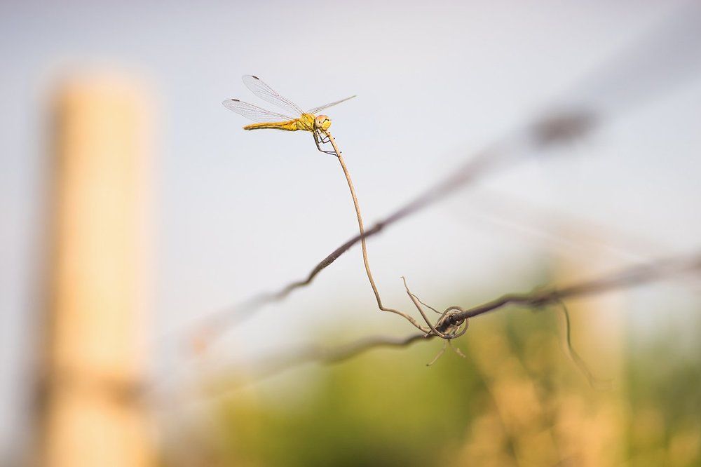 "Стрекоза и саксофон"