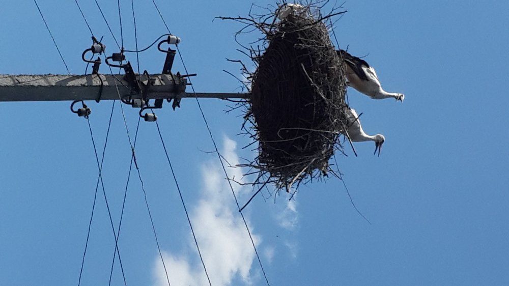 Ukrainian storks