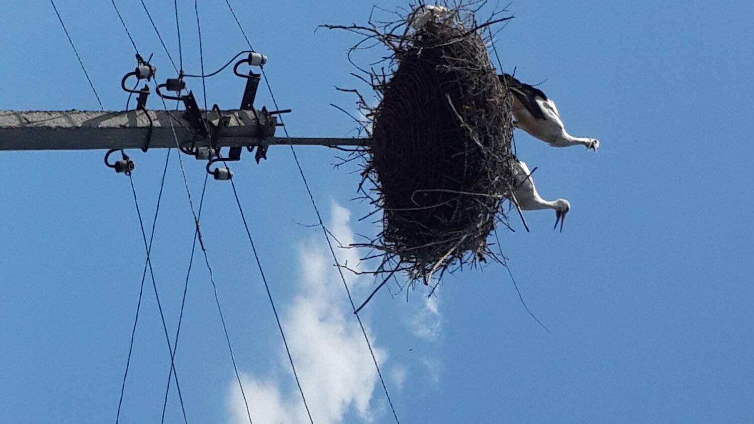 Ukrainian storks