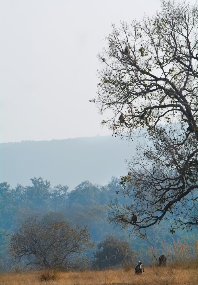 The troop guards of forest.
