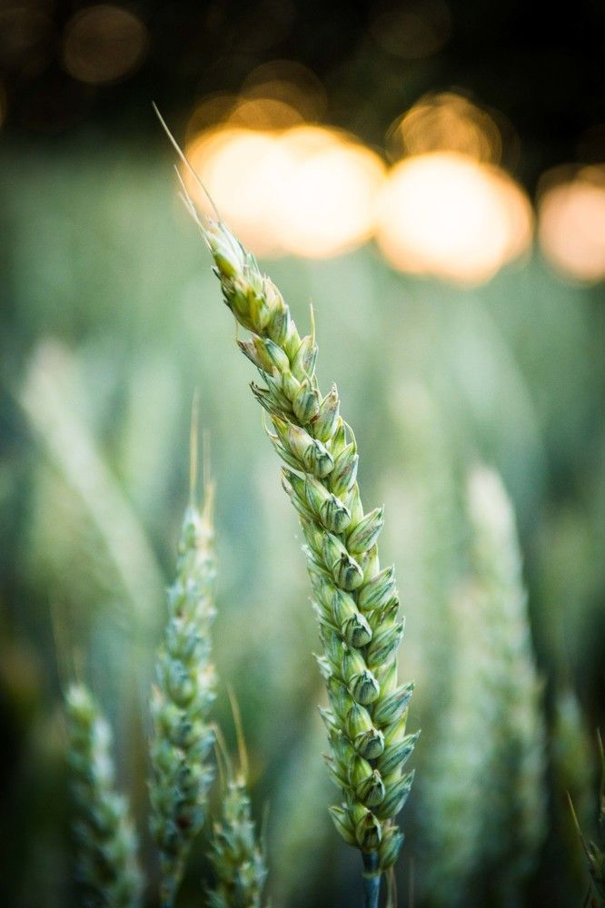 На закате в поле