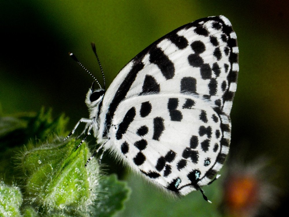 Common Perriott on a bud