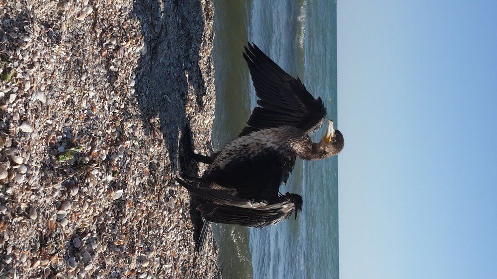 A bird that looks like Ukraine