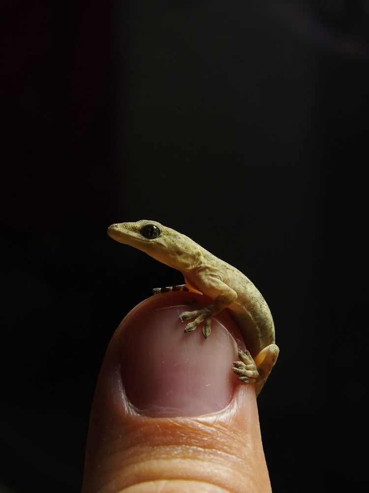 An alien on the fingertip