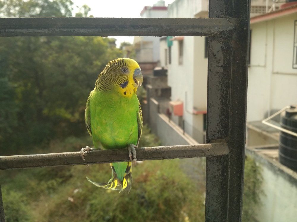 Friendly parrot