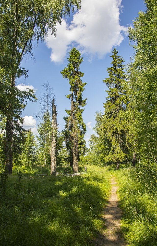 На лесной дорожке