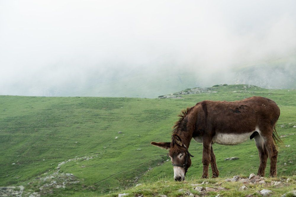 Donkey is eating grass