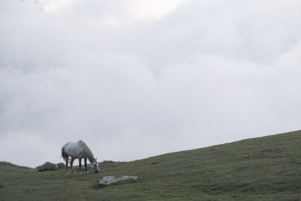 White horse in clouds