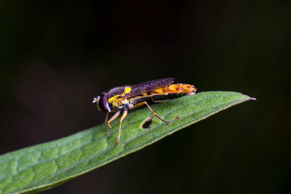 Муха Журчалка