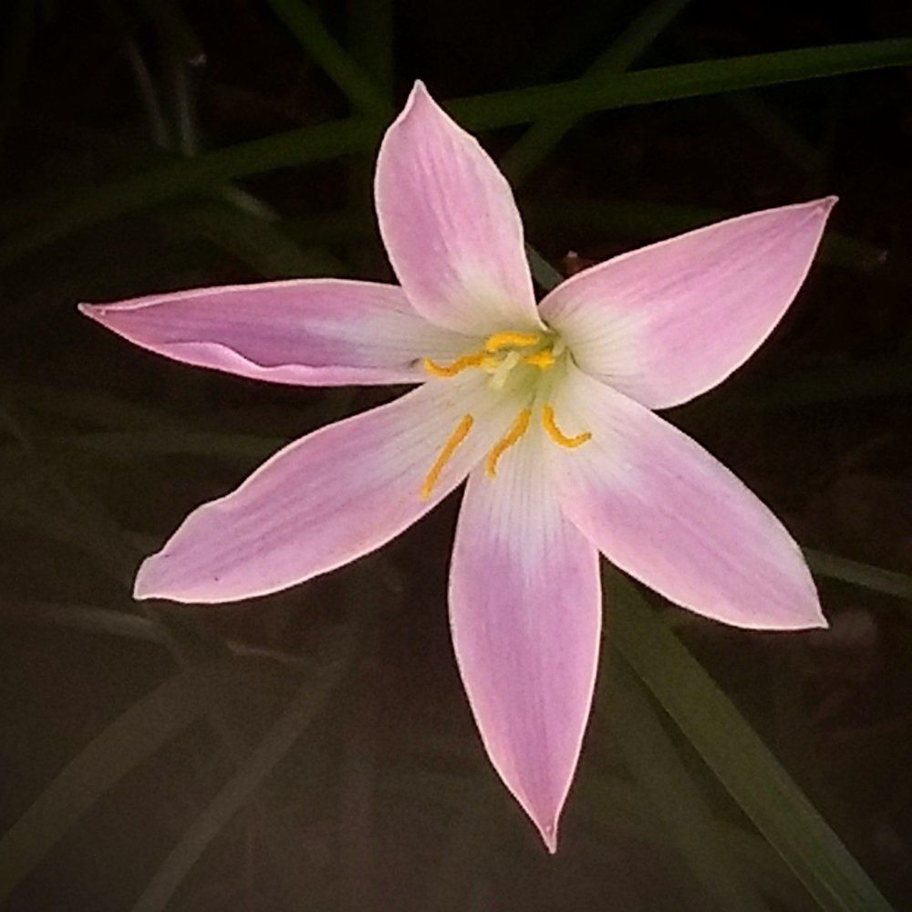 Lilly