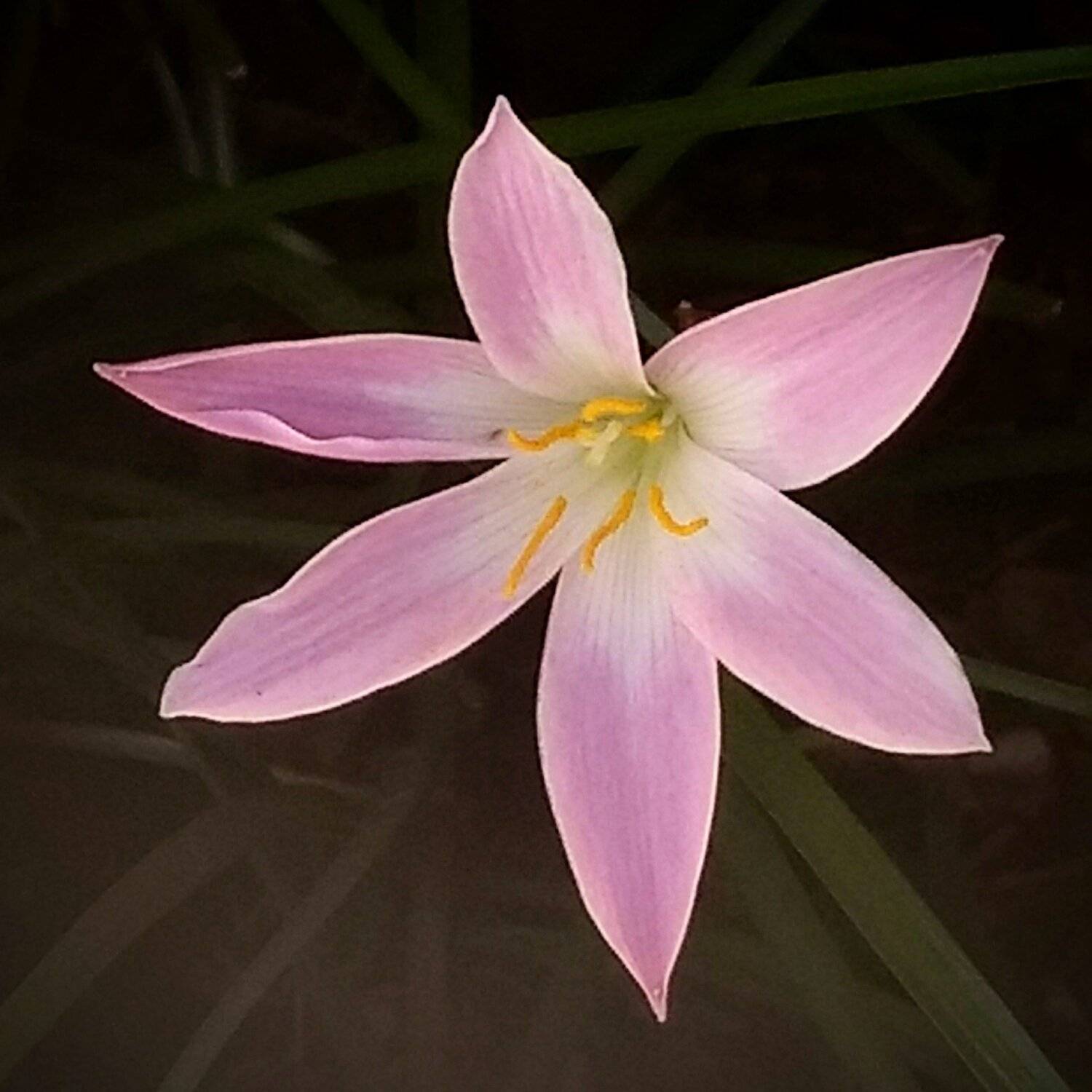 Lilly