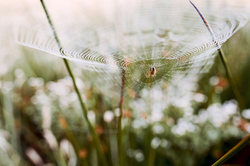 Канатоходец