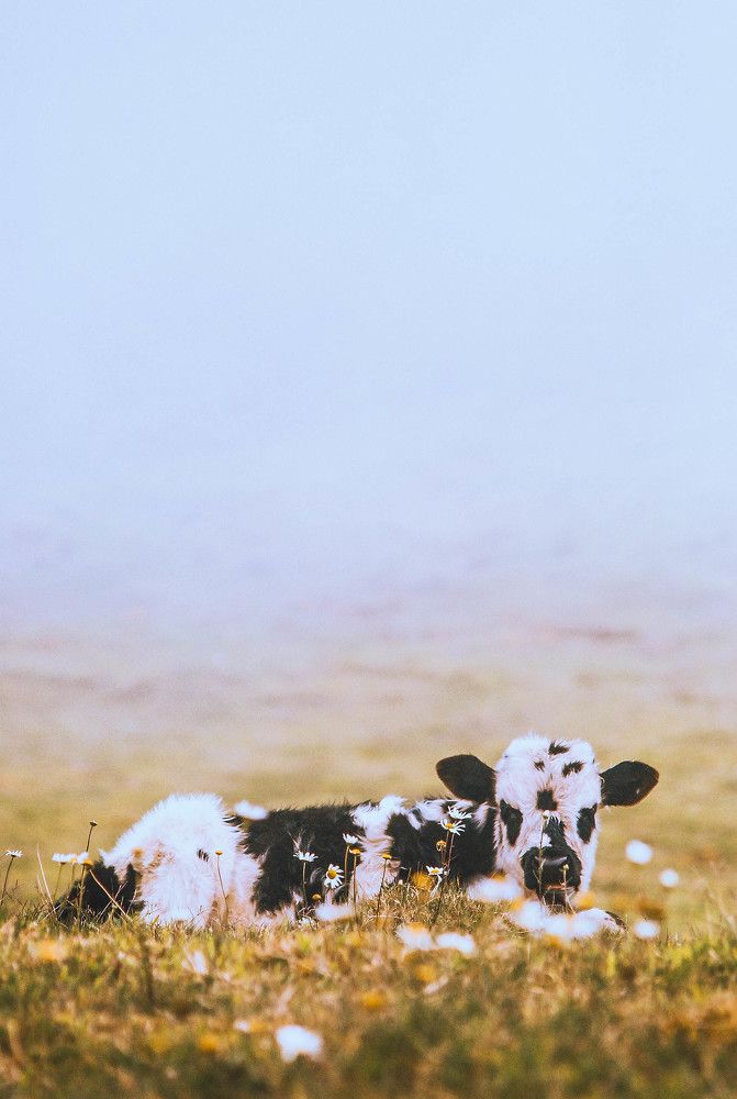 The cow of the daisies