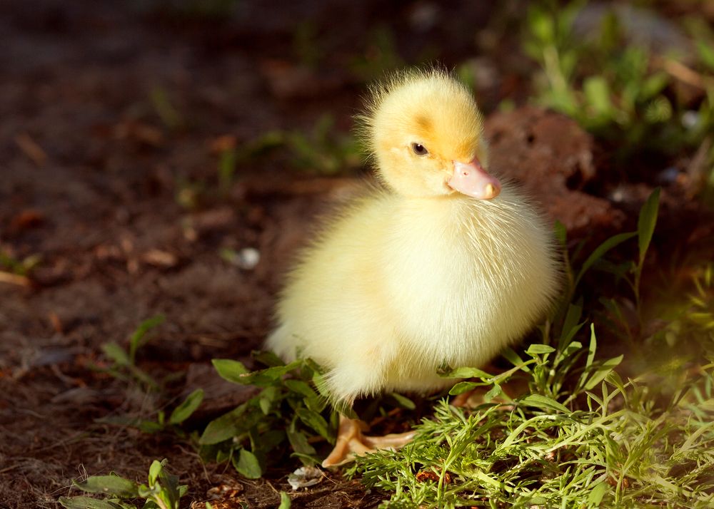 Photograph by Надежда Ячменева