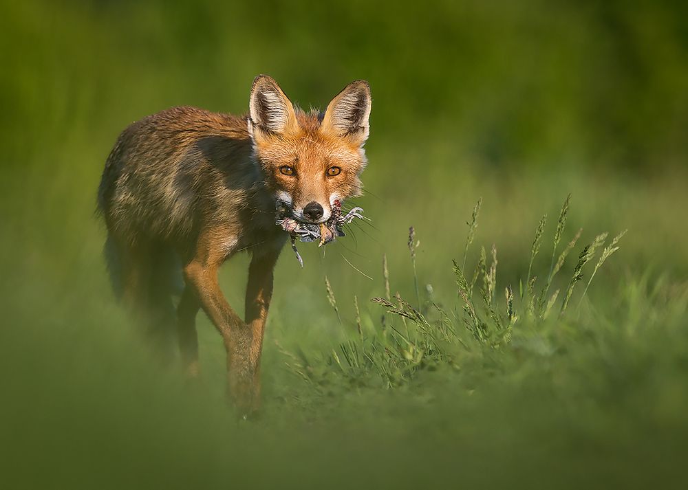 Серийный убийца / Serial killer