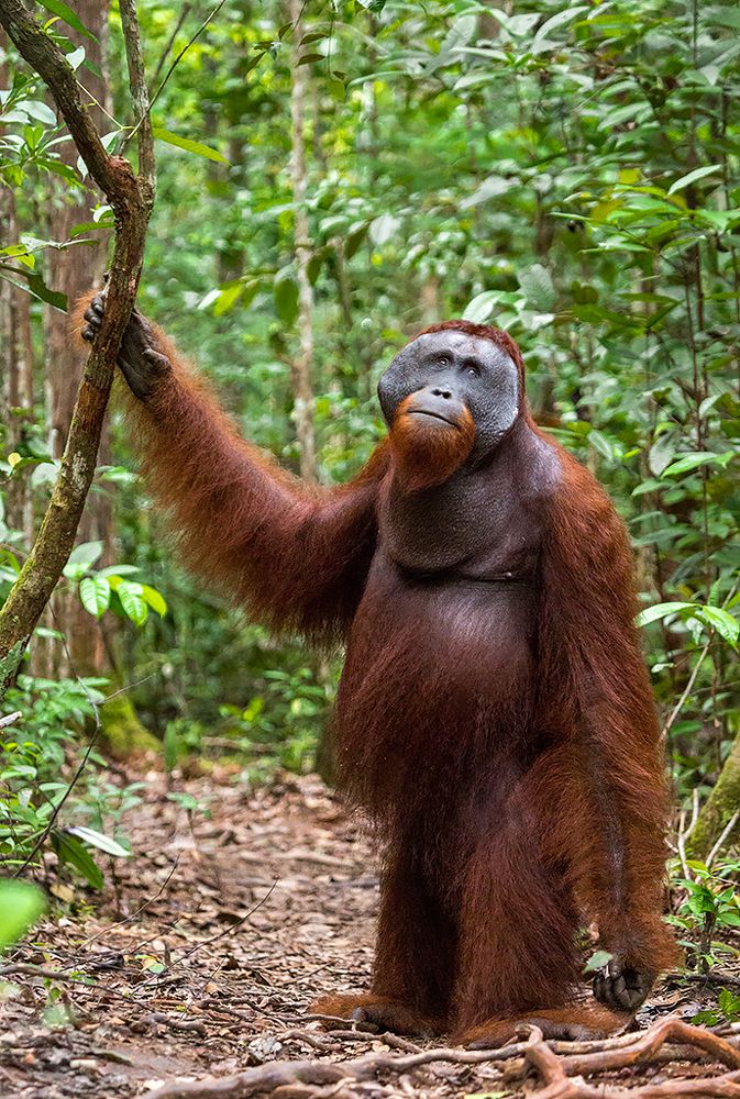 Человек без леса