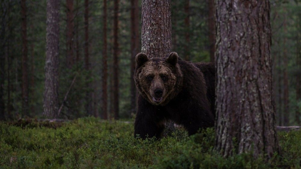 Однажды в лесу...