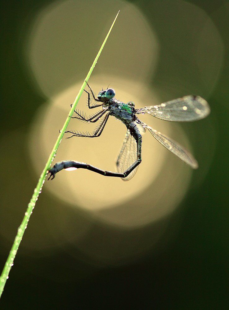 Показательные выступления