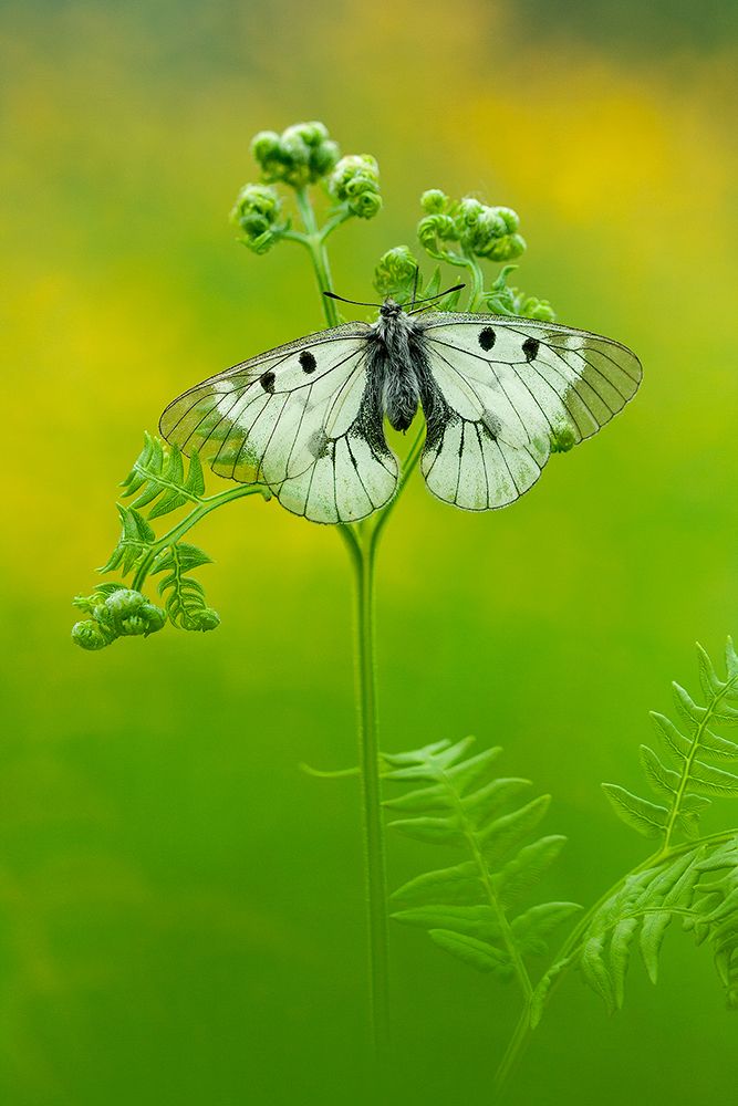 Луговой этюд с мнемозиной