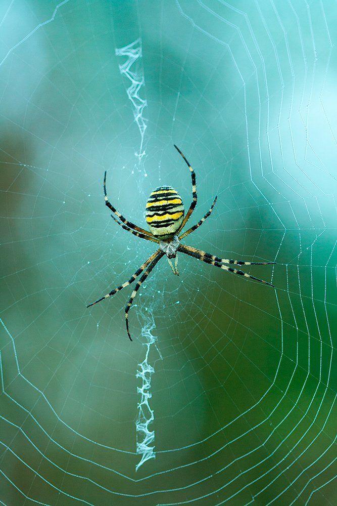 Оверлок Аргиопы