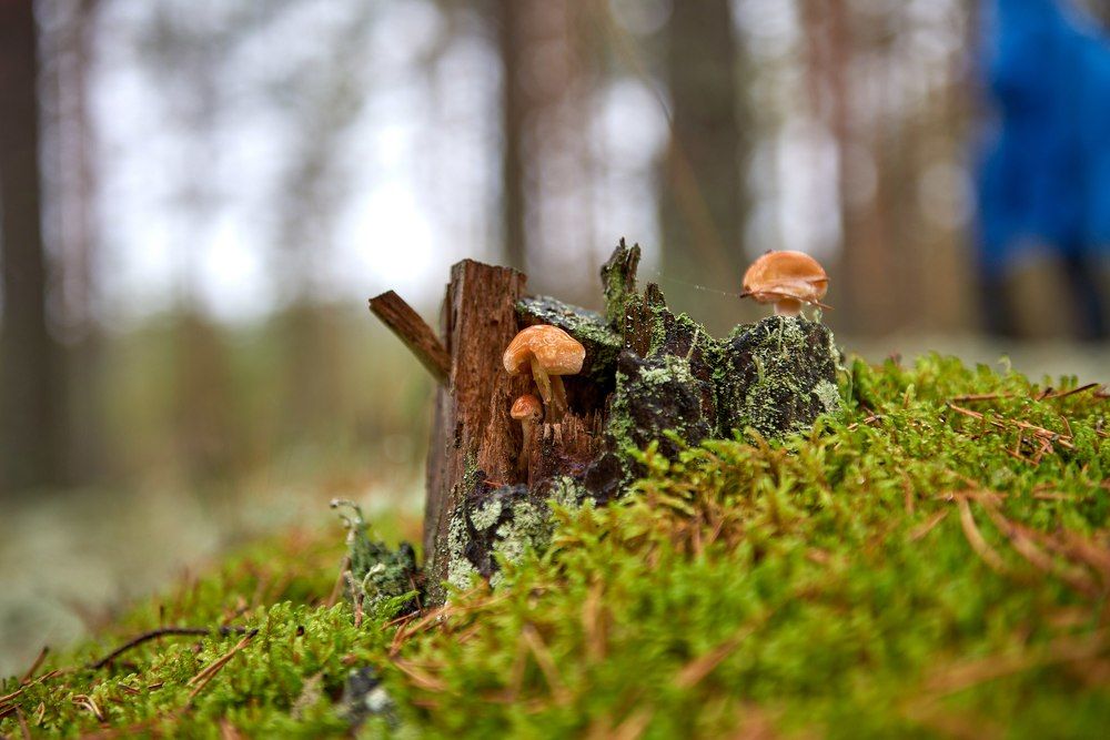 Осенний день