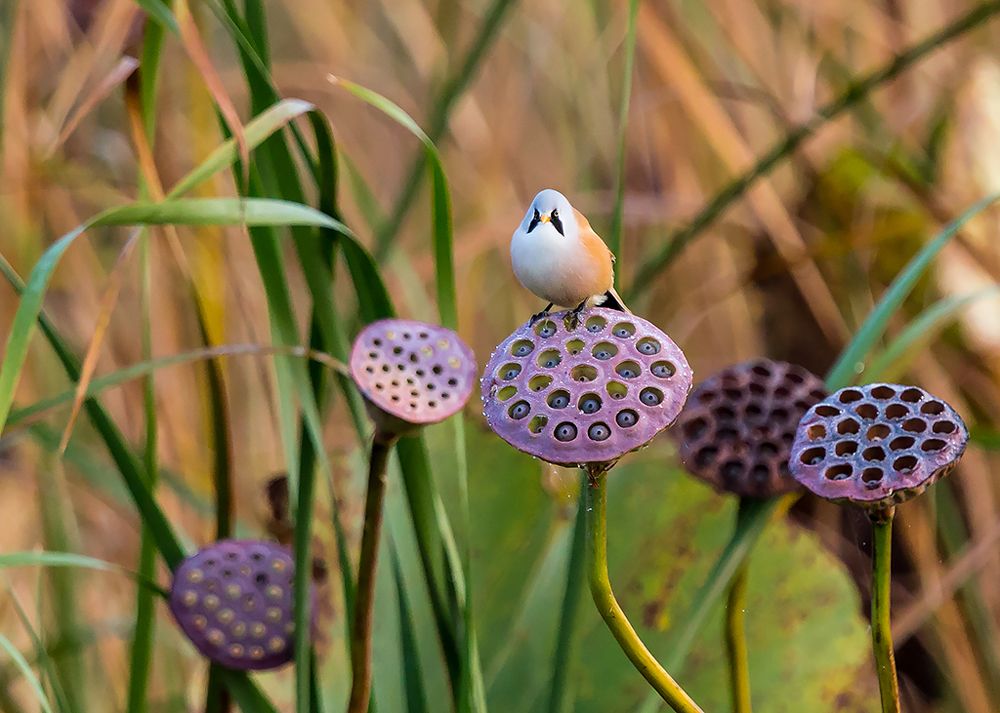 Краски осени