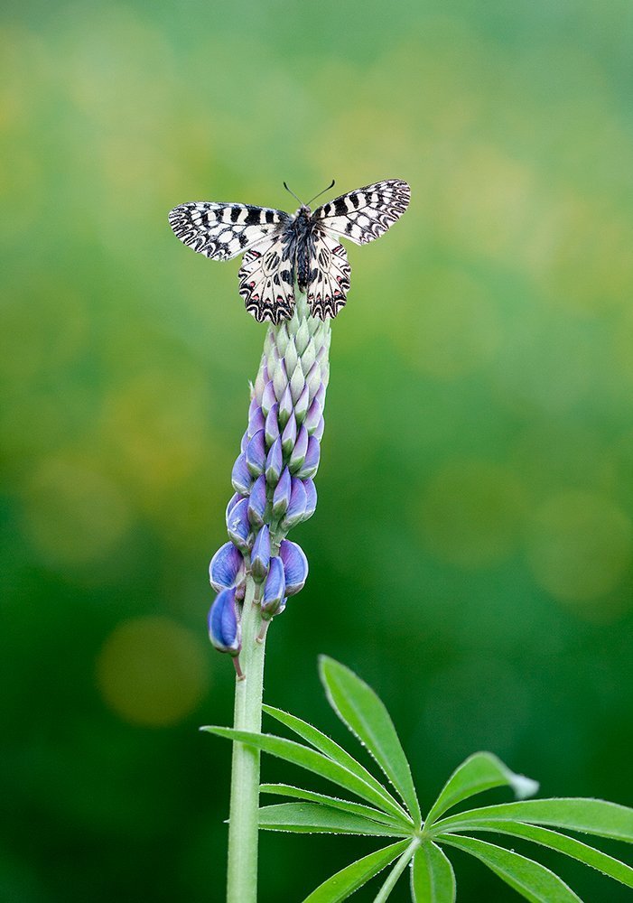 Предвкушение полета