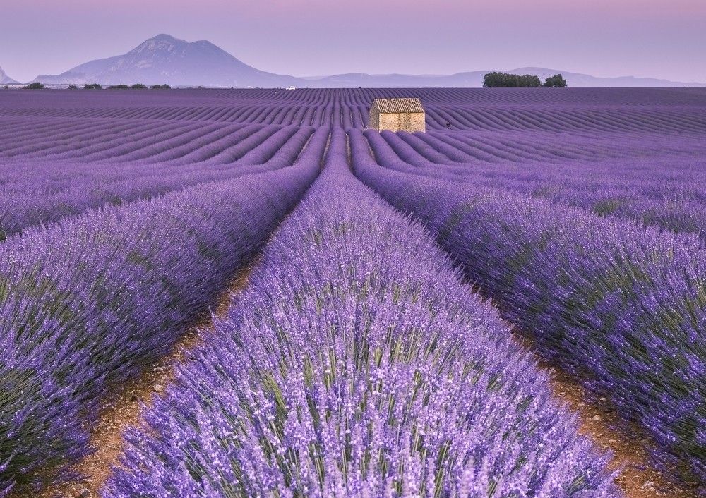 Лавндовый закат