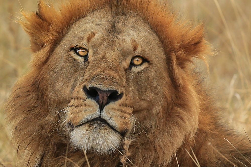 Портрет льва