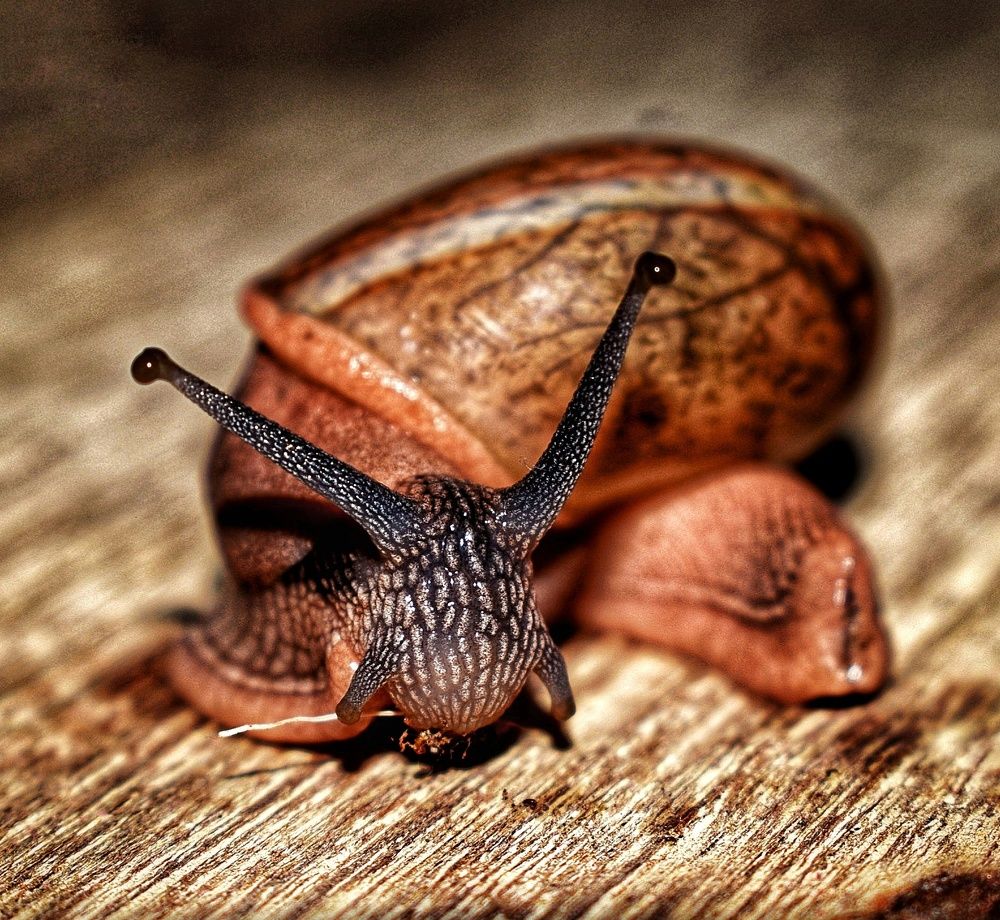 Snail