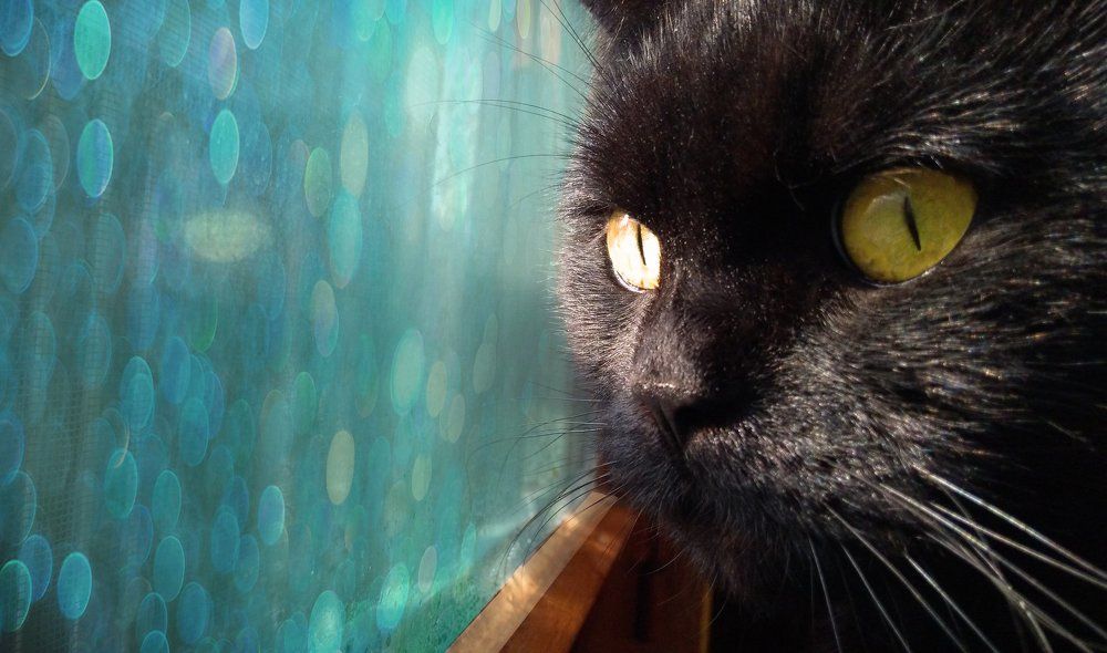 о чем думают коты?