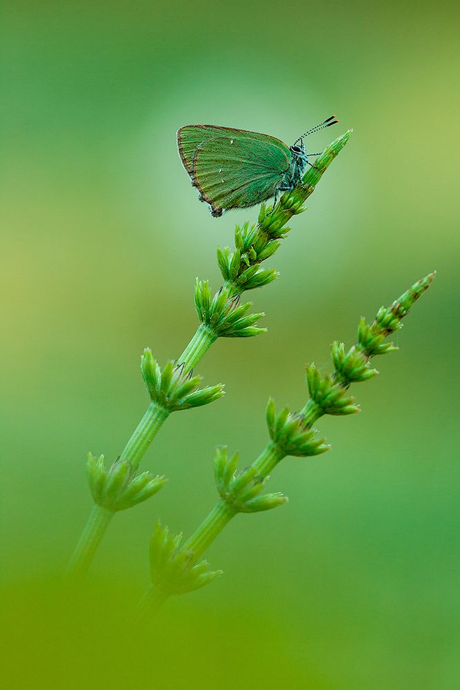 Макроэтюд в зеленой тональности