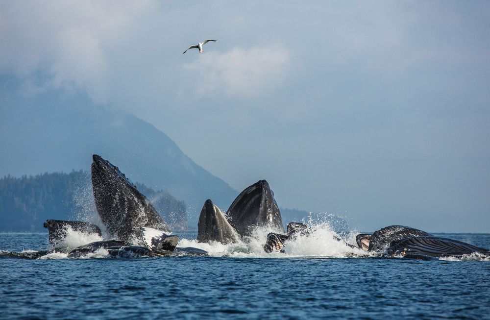 Китовая охота