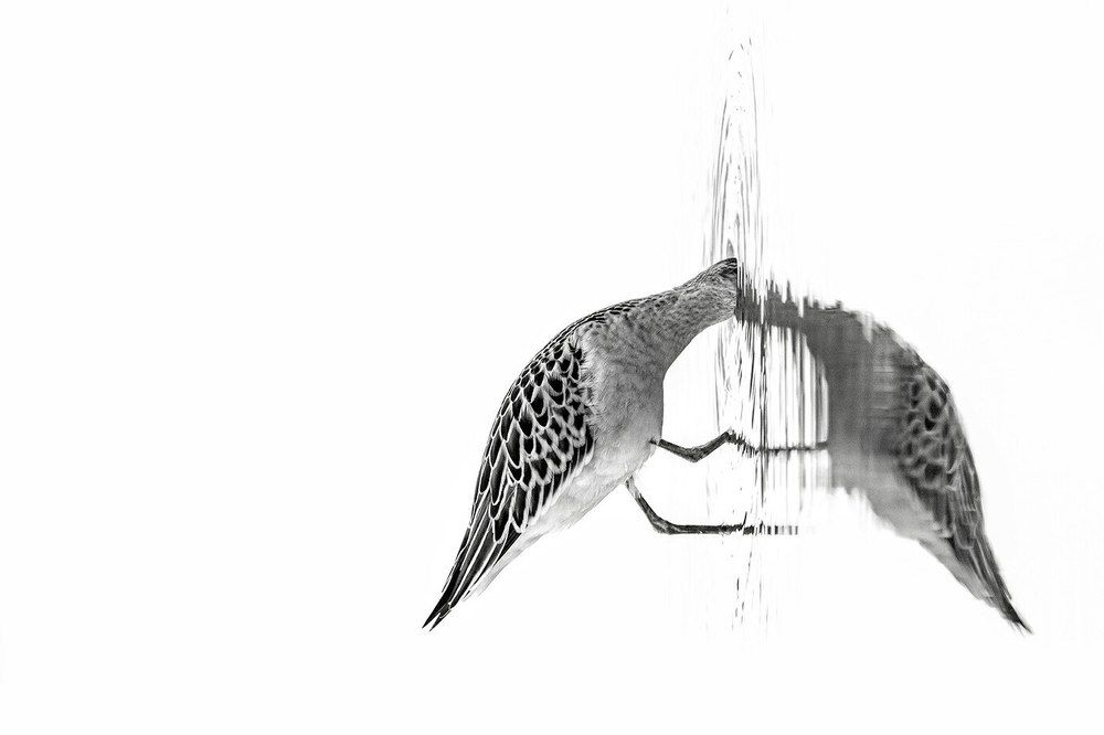 Зазеркалье