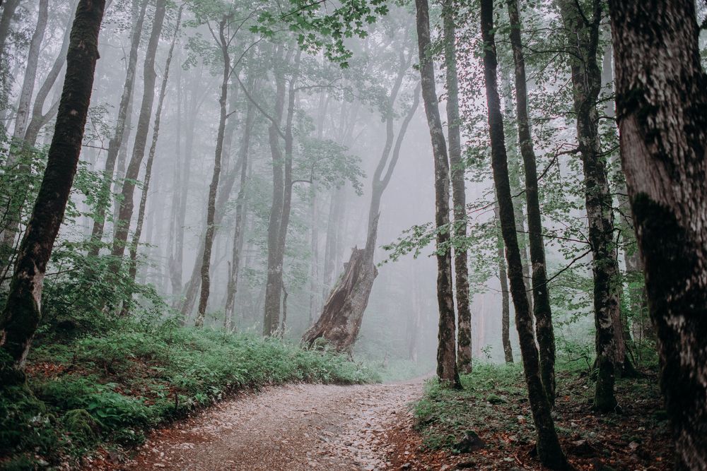 Дорога к озеру