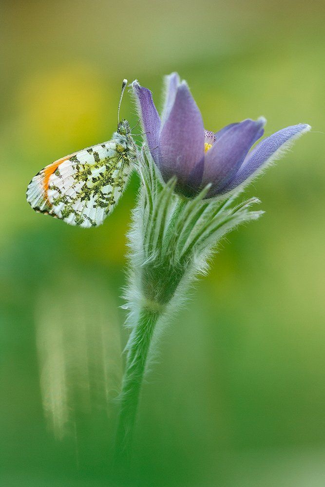 Лесной этюд с Авророй