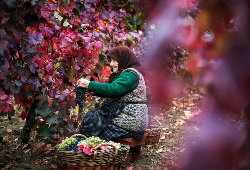 Уборка урожая винограда