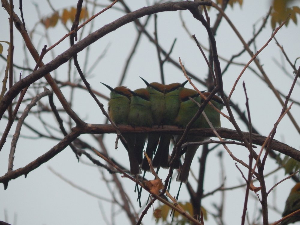 green bee eaters