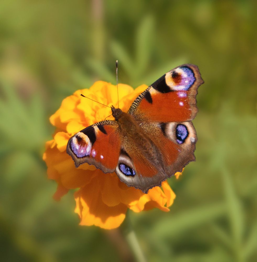 Под солнцем июля