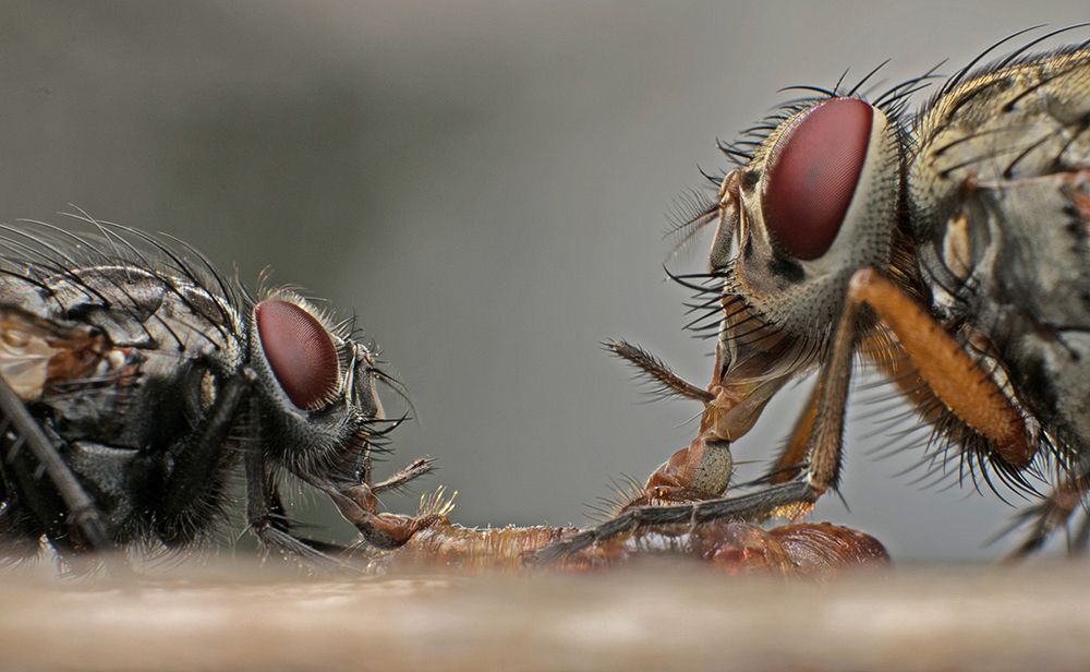 Meeting of the gourmets