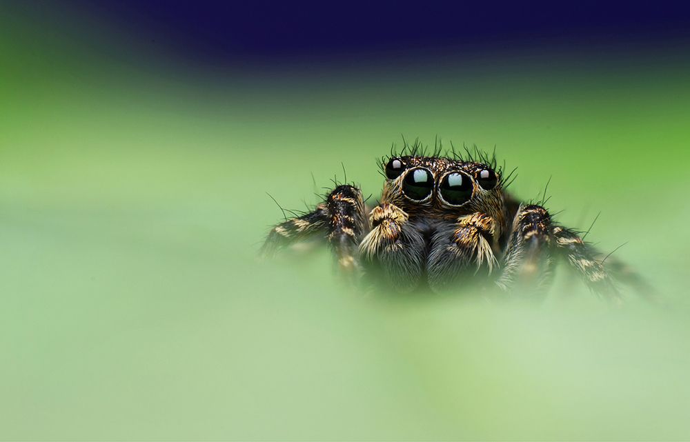 Ascension from the fog